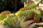 Cactustuin